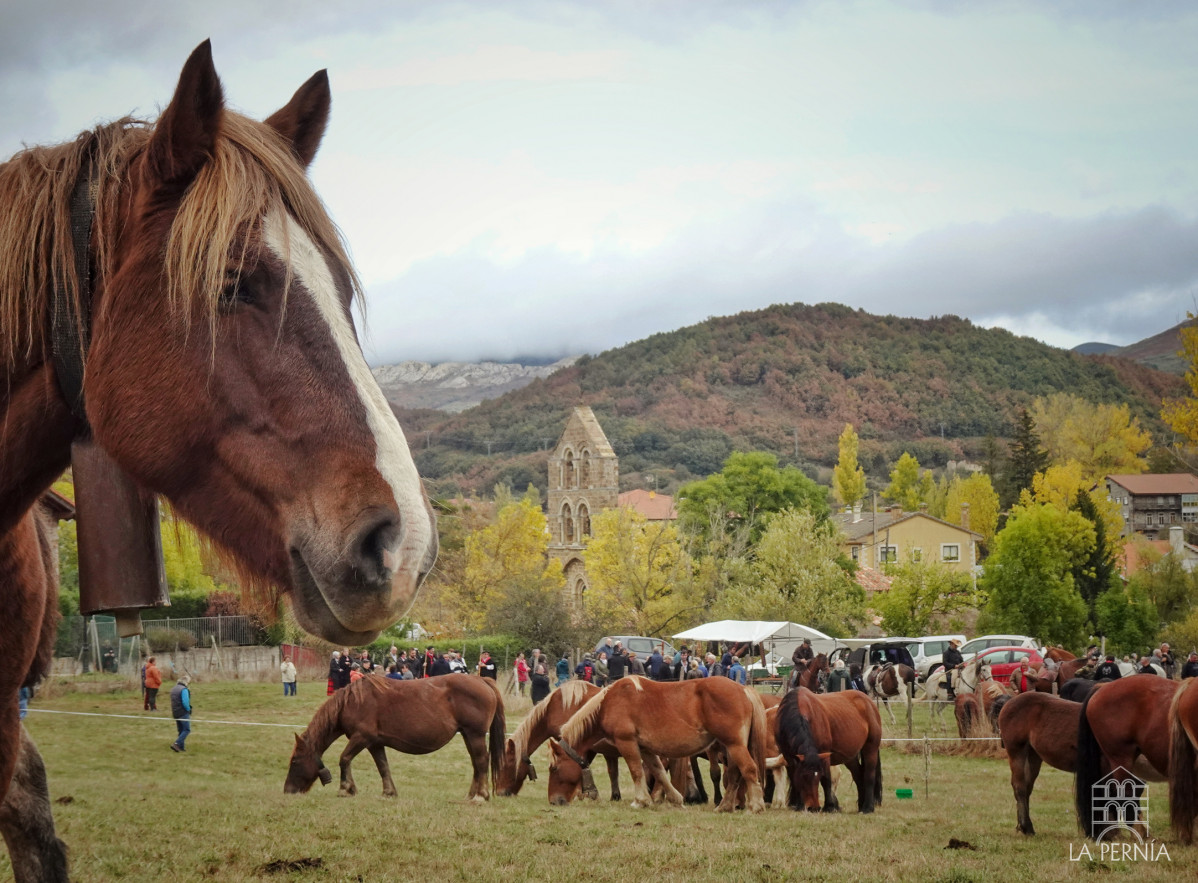 Feria del caballo la pernia san salvador de cantamuda (7)