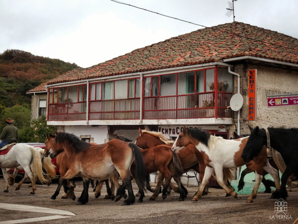 Feria del caballo la pernia san salvador de cantamuda (8)