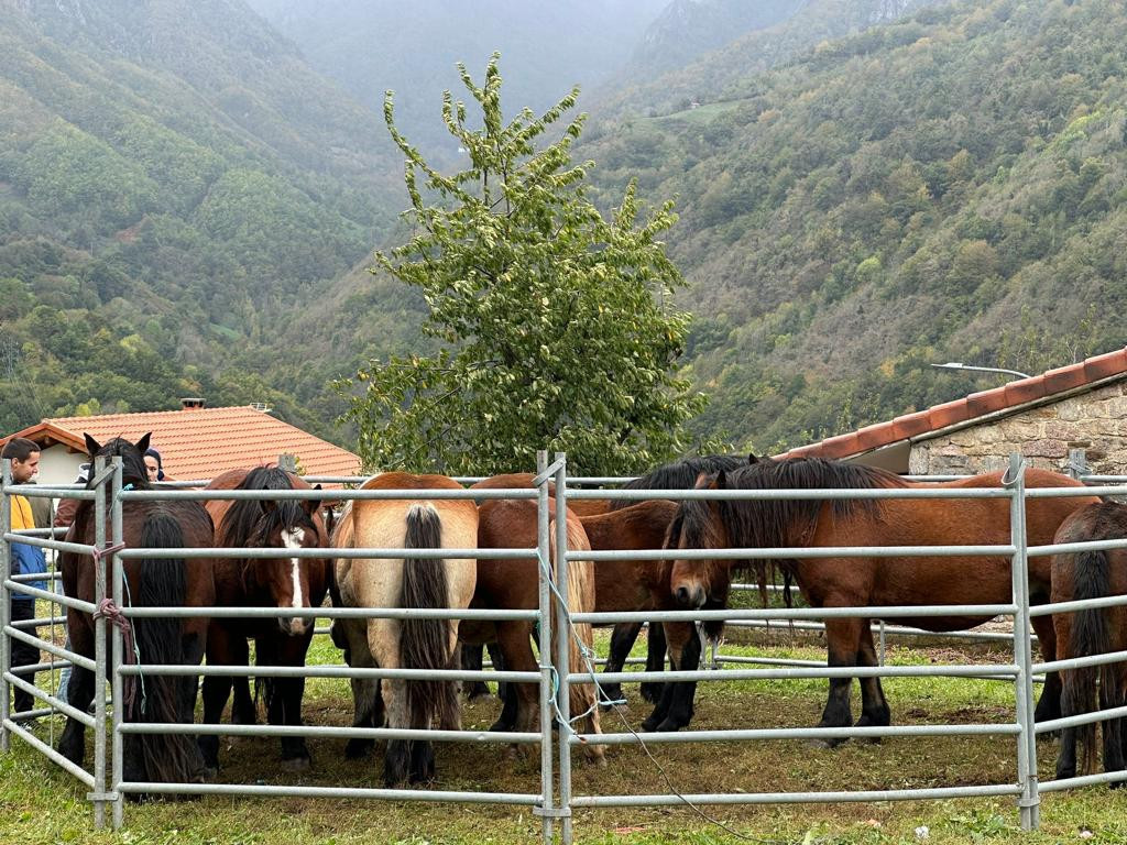 Feria de oseja de sajambre 2023 ddv 9