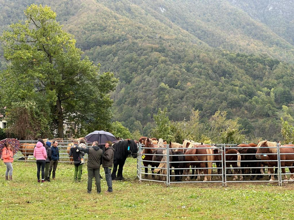 Feria de oseja de sajambre 2023 ddv 12