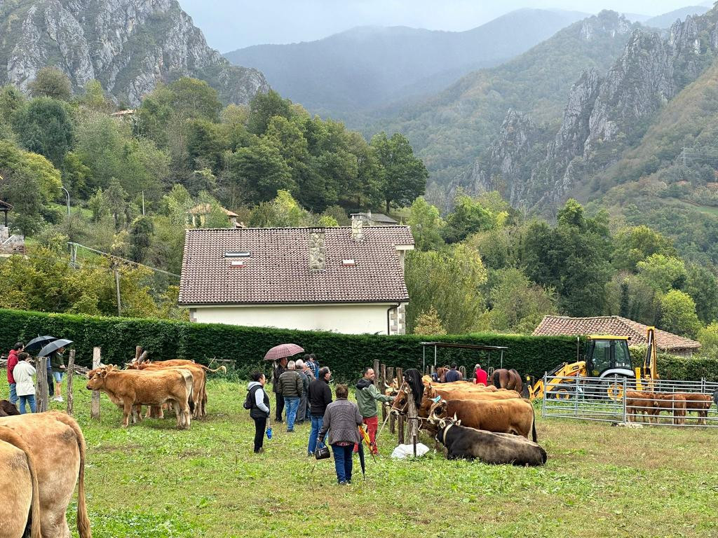 Feria de oseja de sajambre 2023 ddv 5