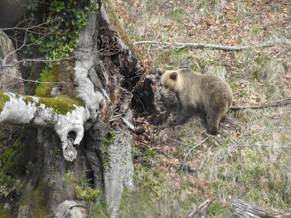 Oso fundacion oso pardo hayas hayucos