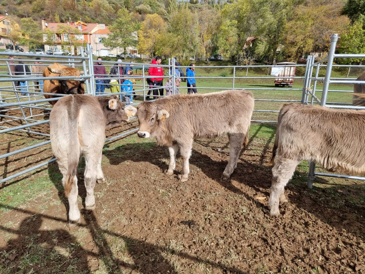 Feria de riaño 2023 DDV 19