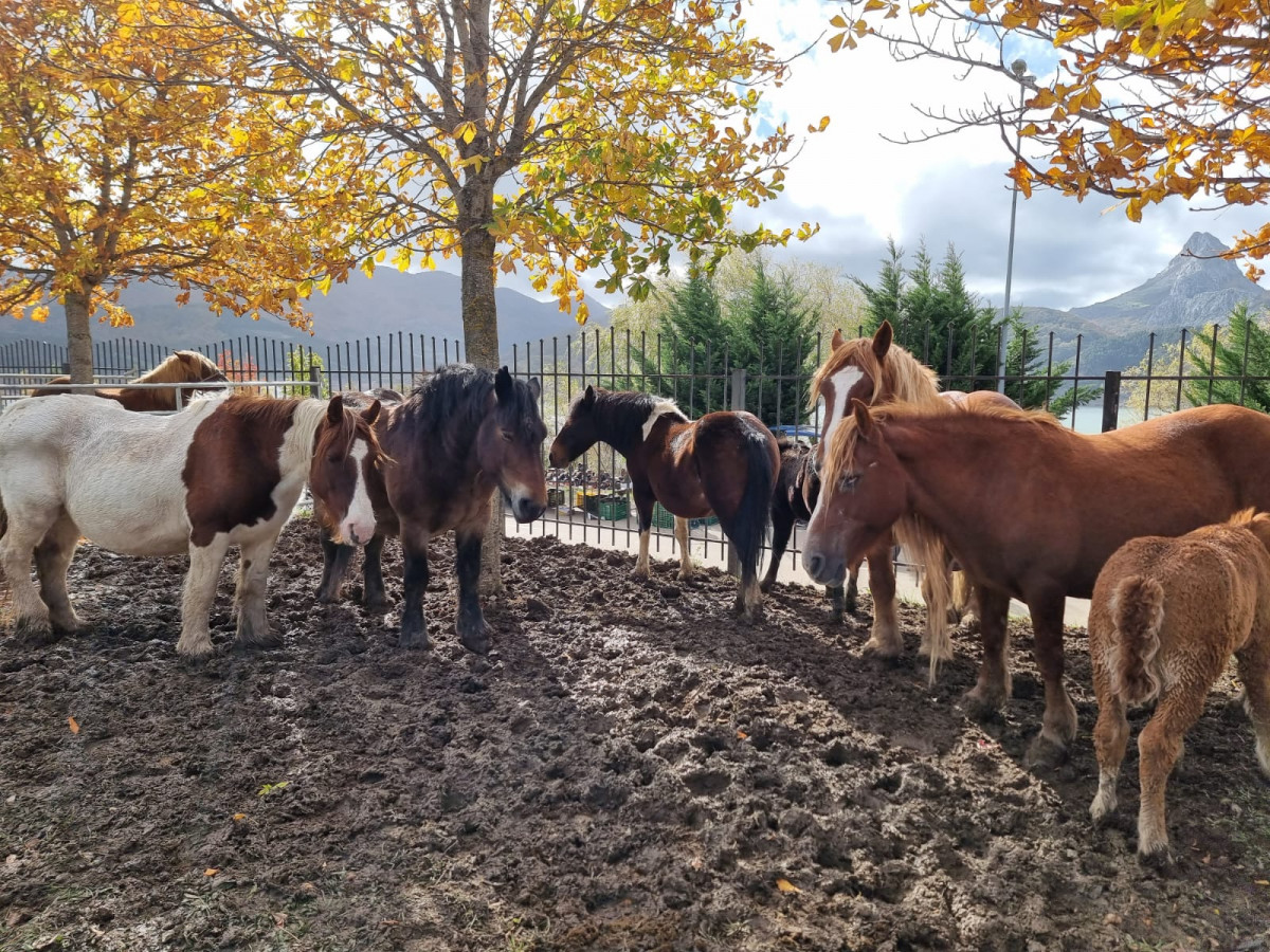 Feria de riaño 2023 DDV 36