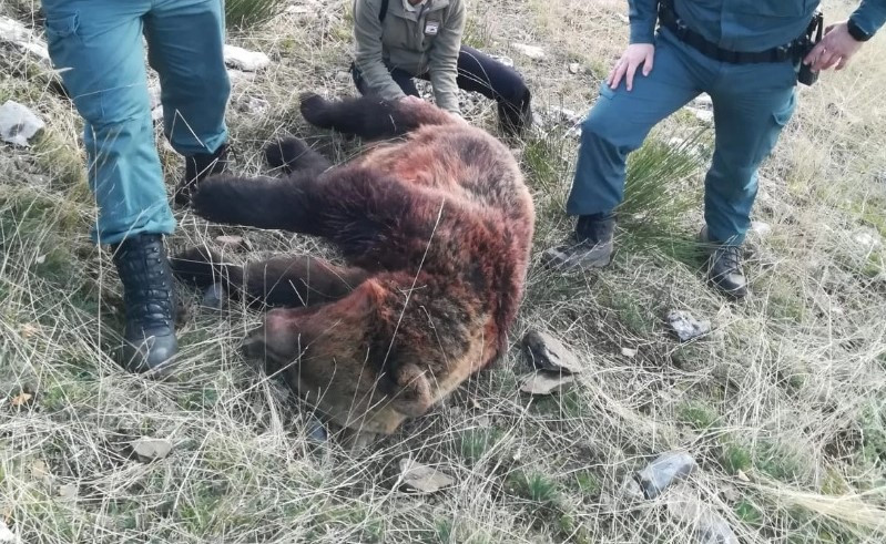 Oso muerto ventanilla gc