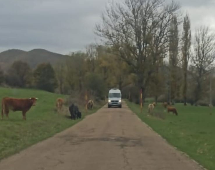 Ganado carretera sin control valdeburon