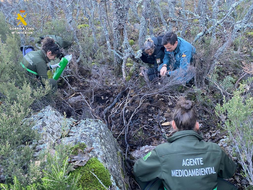 2023.11.21 restos oso pardo montau00f1a palentina