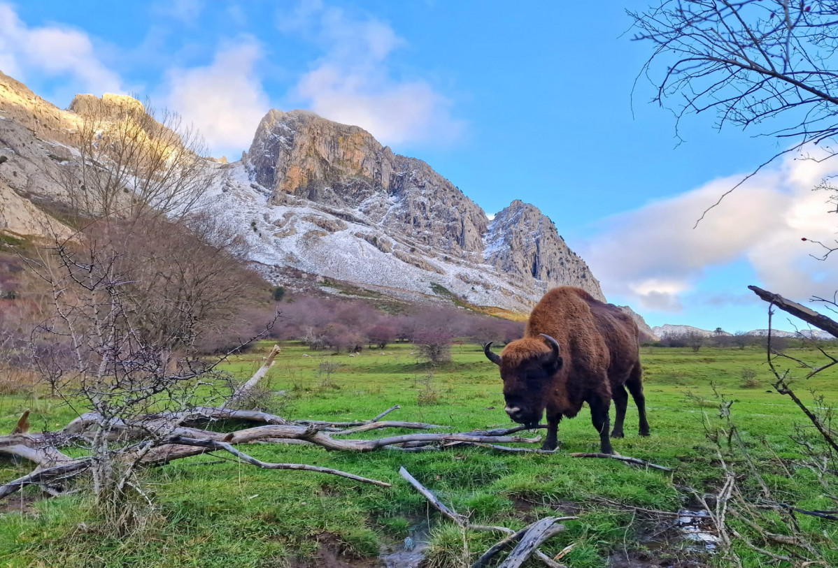 Anciles bisontes Daniel Pérez González 3