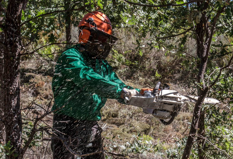 Empleo trabajo medio ambiente forestal