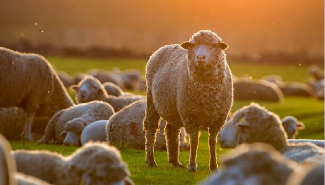 Bienestar animal ganado ovino