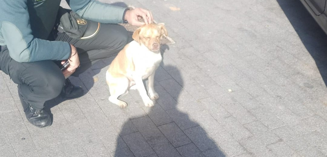 Perro perdido velilla (3)