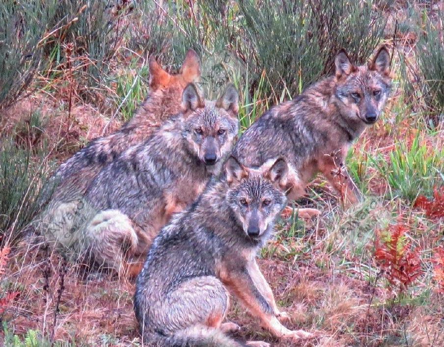 Informe de seguimiento de la especie   A.G. Pu00e9rez