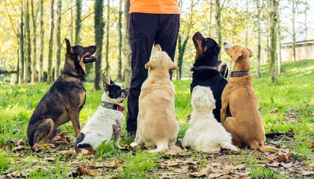 Curso adiestramiento canino