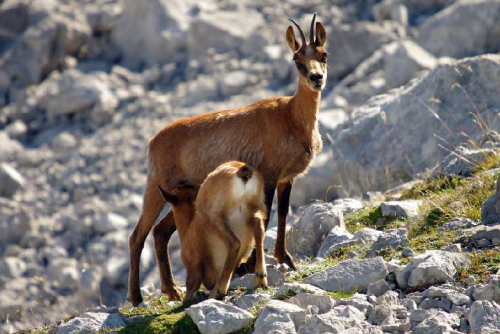 Caza reserva regional de caza riaño