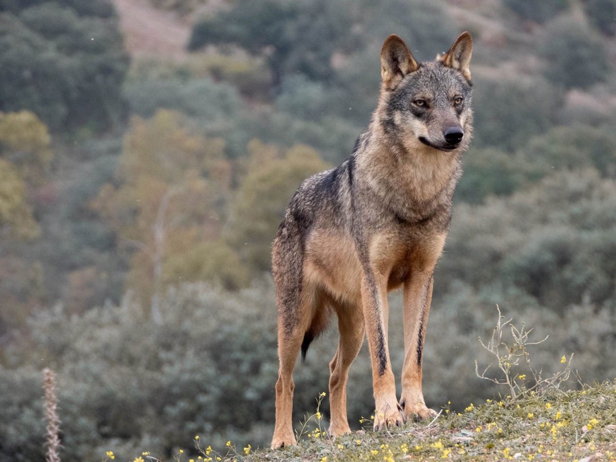 Lobo 01 (1)