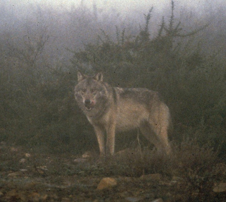 Lobo
