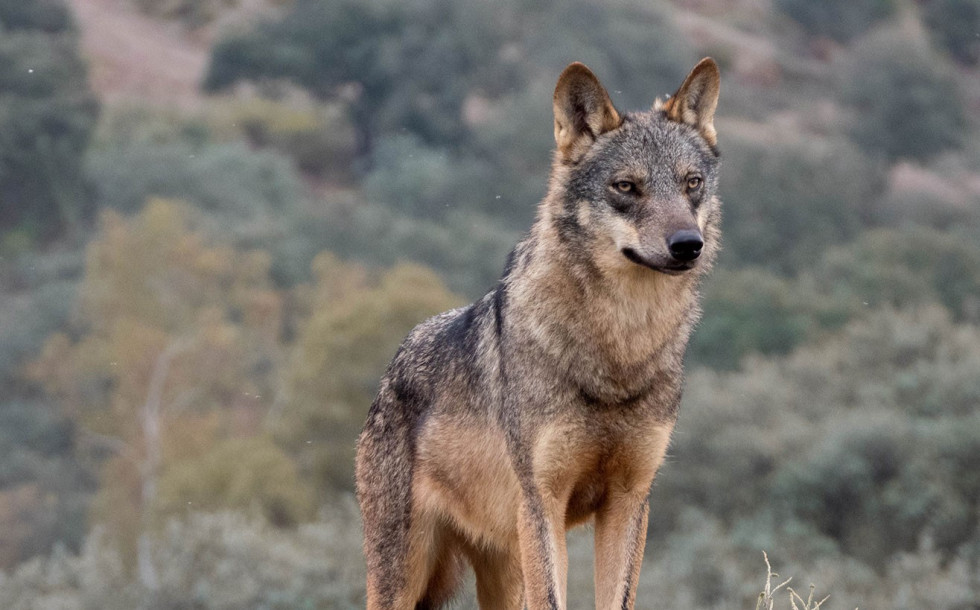 Lobo 01 (1)