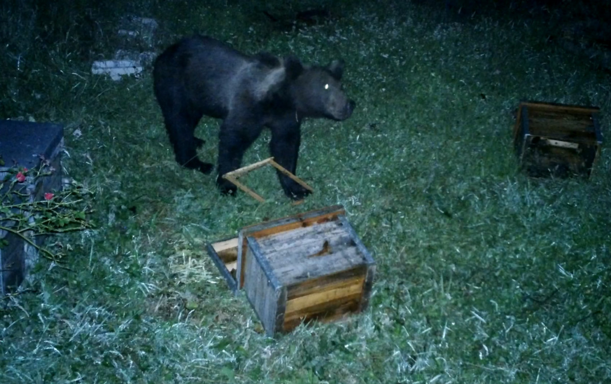 OSO COMIENDO COLMENAS