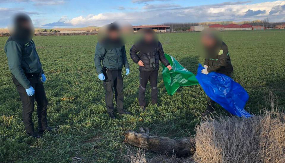 Foto 2 ASCEL Denuncia envenenamientos en Palencia lobo