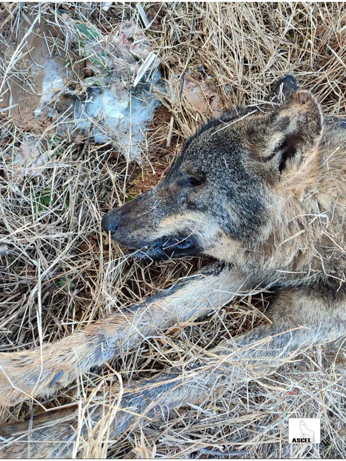 Foto 1 ASCEL Denuncia envenenamientos en Palencia lobo