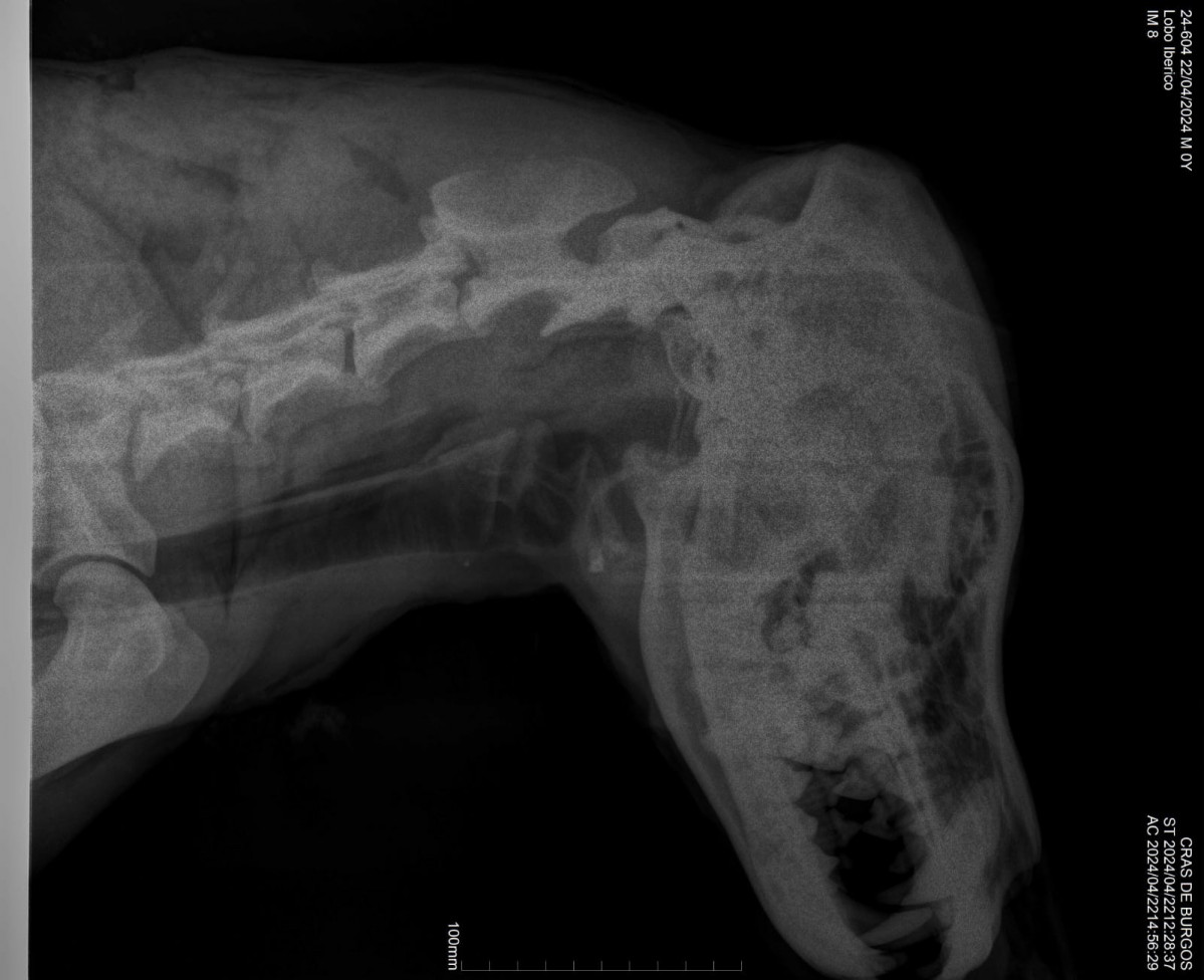 Radiografias lobo