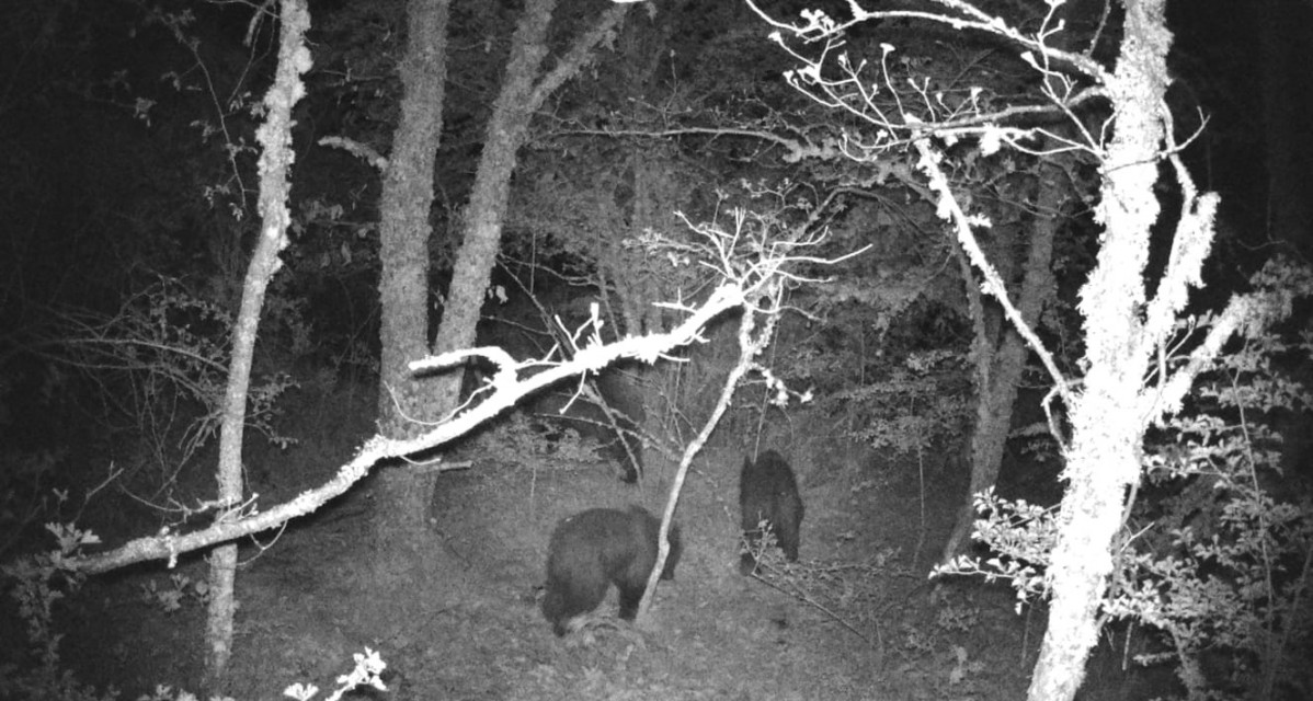 Vaca osos cegou00f1al (3)