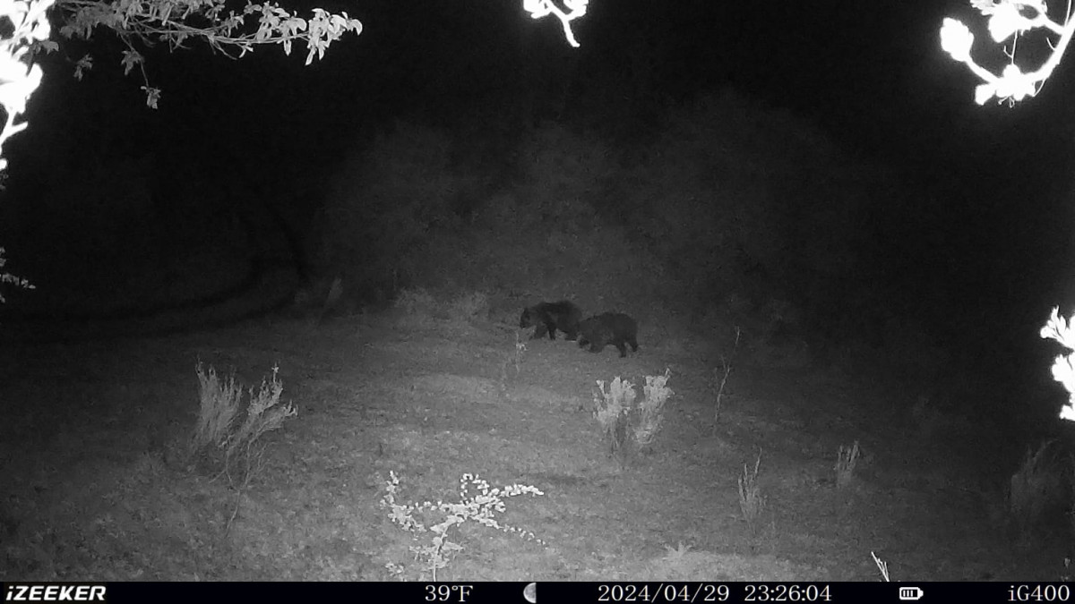 Vaca osos cegou00f1al (2)