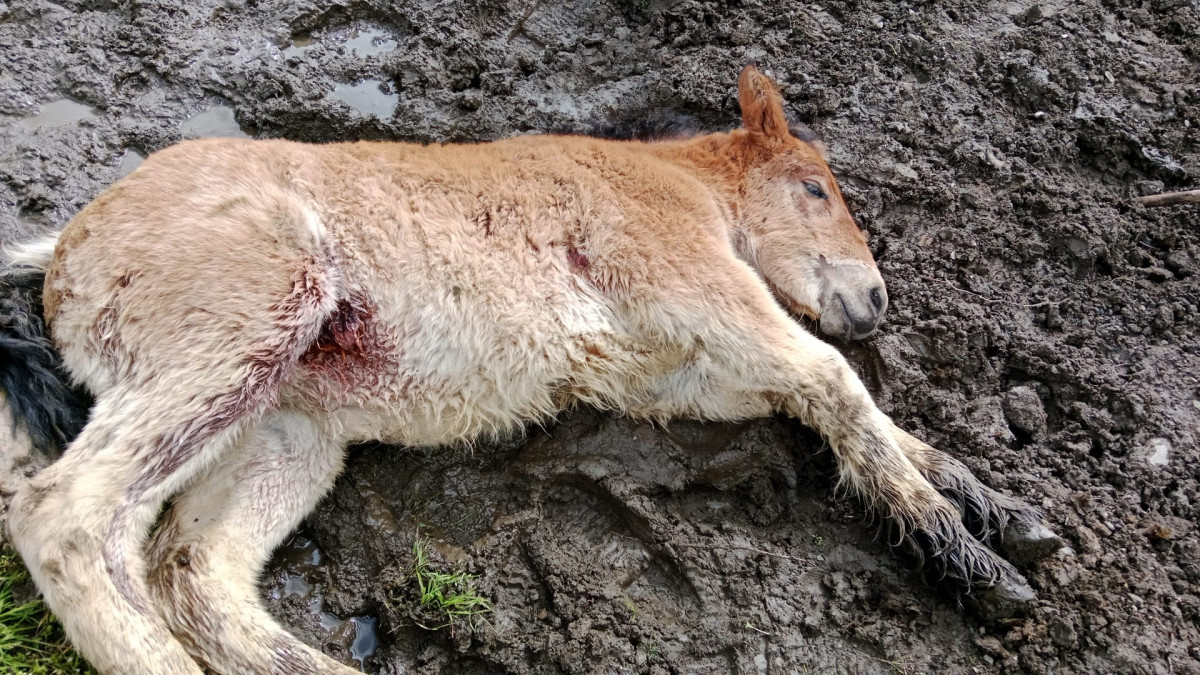 Ataques lobo acebedo (4)