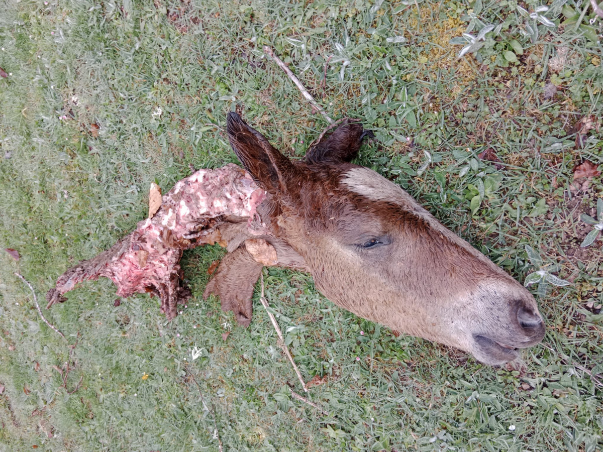 Ataques lobo acebedo (3)
