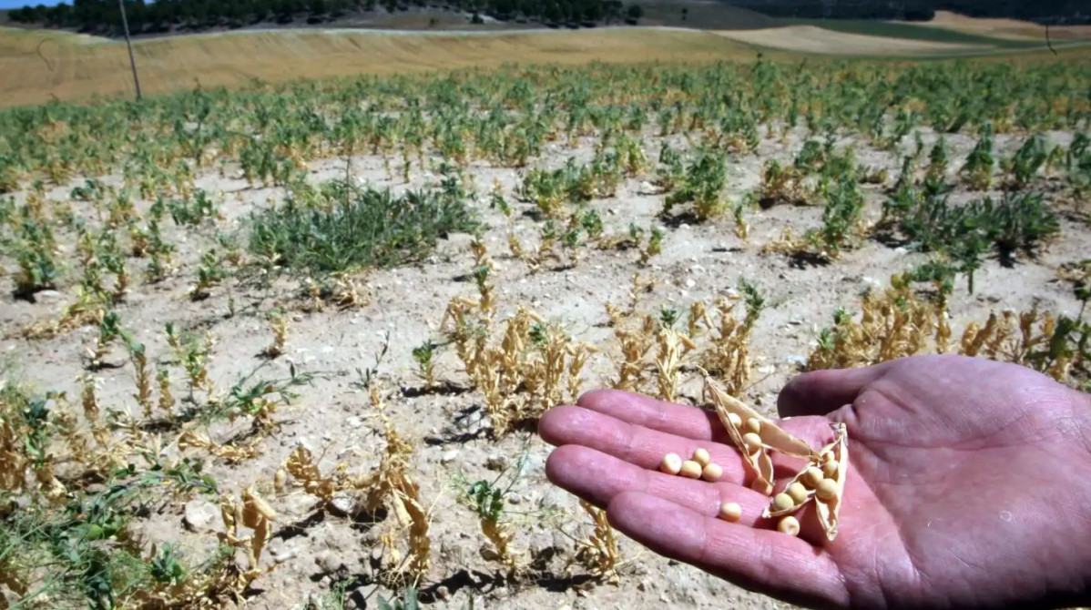 La sequia eleva el precio de la alimentaciu00f3n del ganado