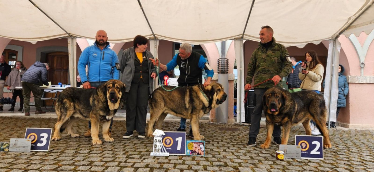 Abierta macho campeonato nacional de mastin 2024 sabero