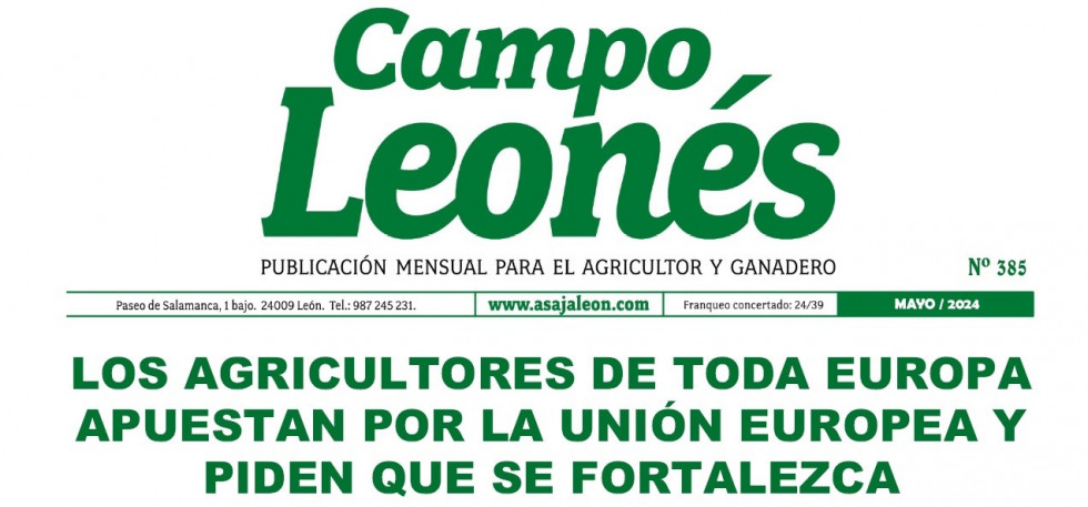 Campo leones