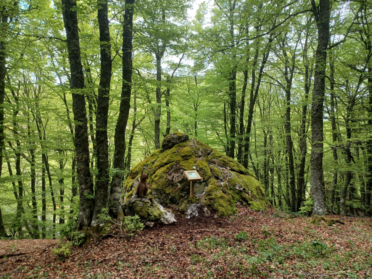 Oso osin mampodre ruta el saltadero acebedo (2)