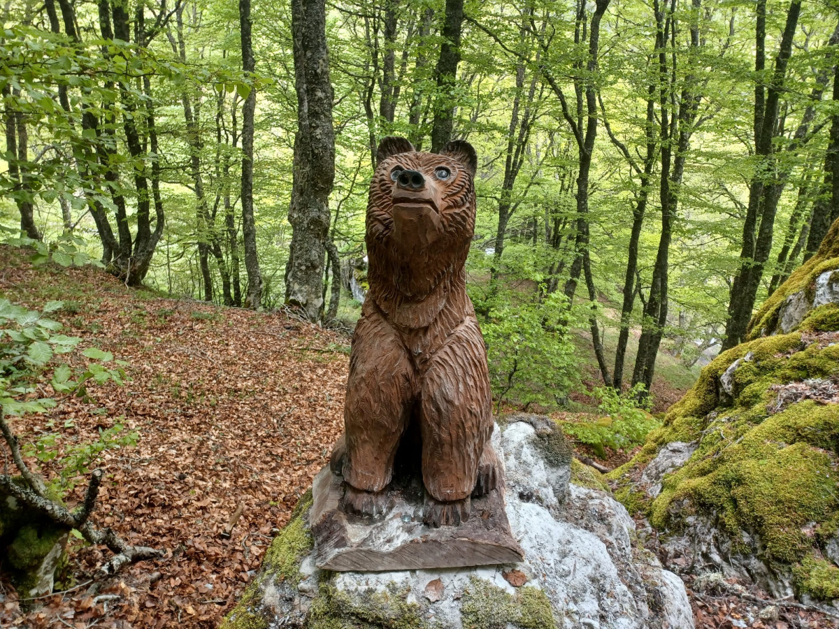 Oso osin mampodre ruta el saltadero acebedo (3)