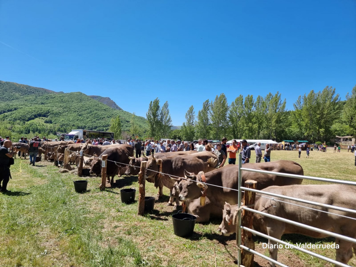 Feria de cremenes 2024 DDV 16