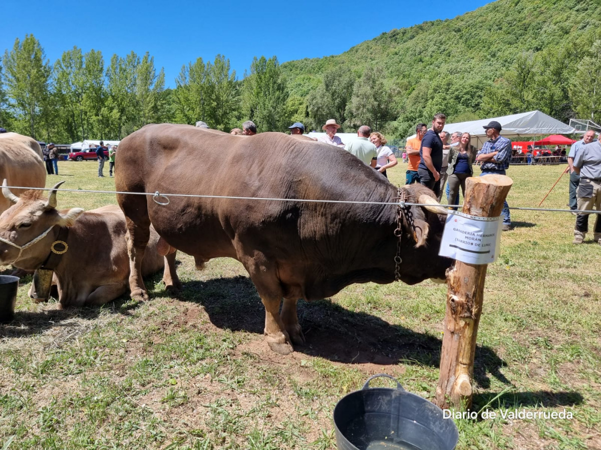 Feria de cremenes 2024 DDV 18