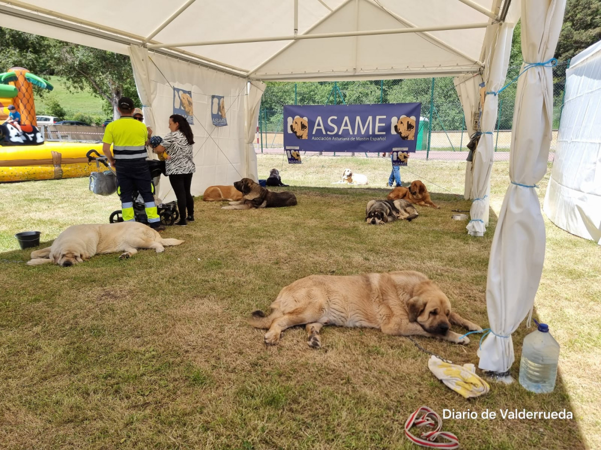 Feria de cremenes 2024 DDV 19