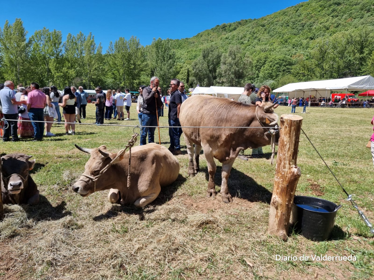 Feria de cremenes 2024 DDV 26