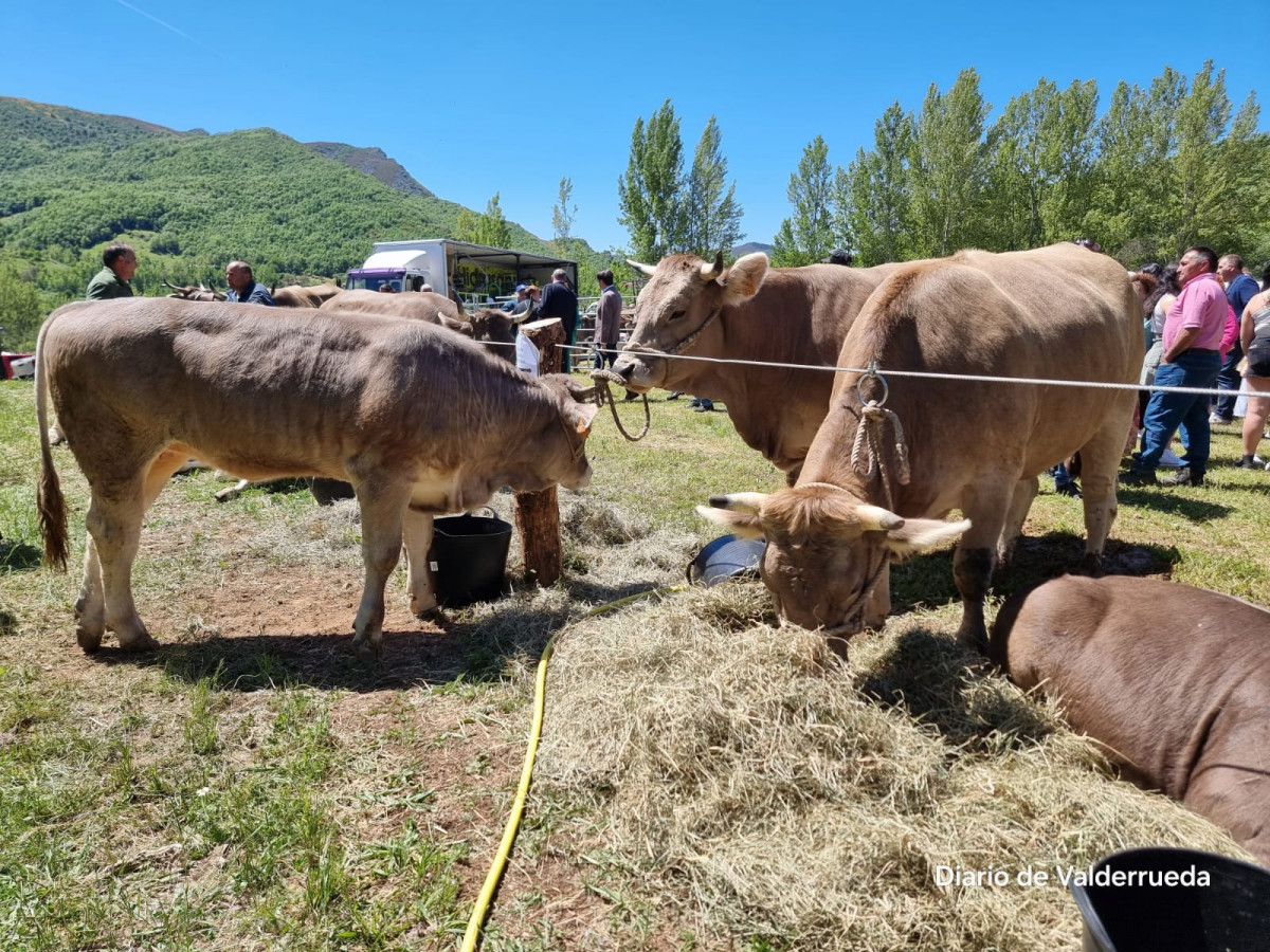 Feria de cremenes 2024 DDV 29