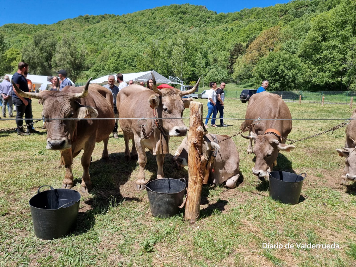 Feria de cremenes 2024 DDV 31