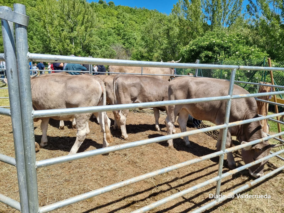 Feria de cremenes 2024 DDV 36