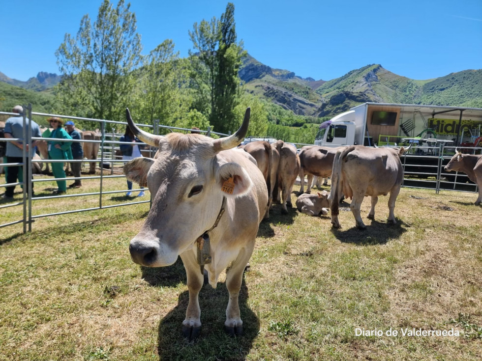 Feria de cremenes 2024 DDV 38 raza parda