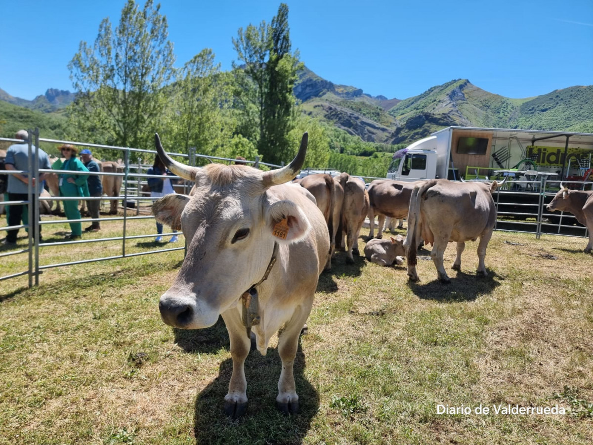 Feria de cremenes 2024 DDV 38 raza parda