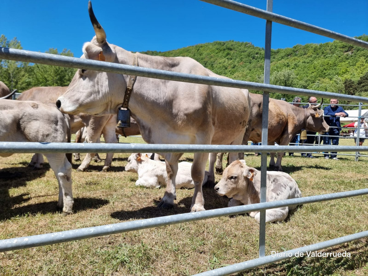 Feria de cremenes 2024 DDV 42 raza parda