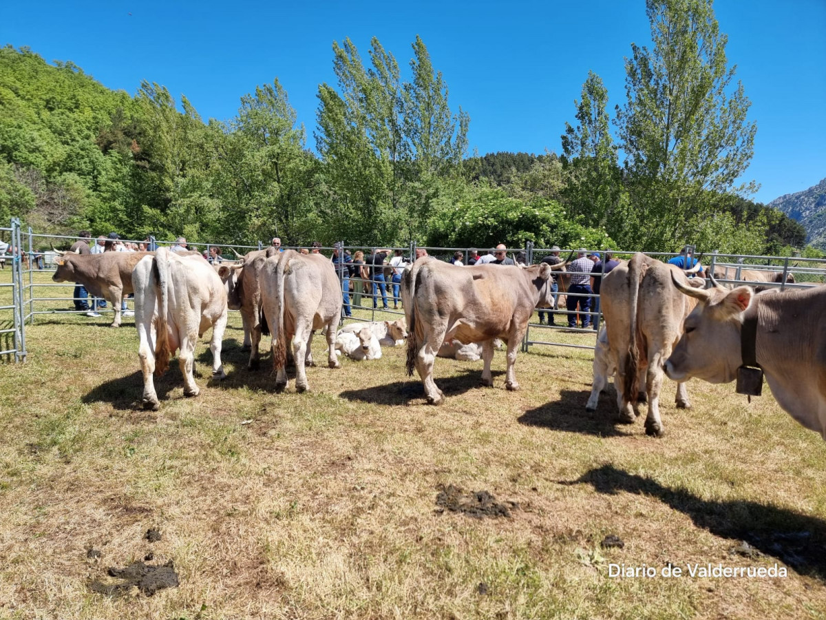 Feria de cremenes 2024 DDV 44