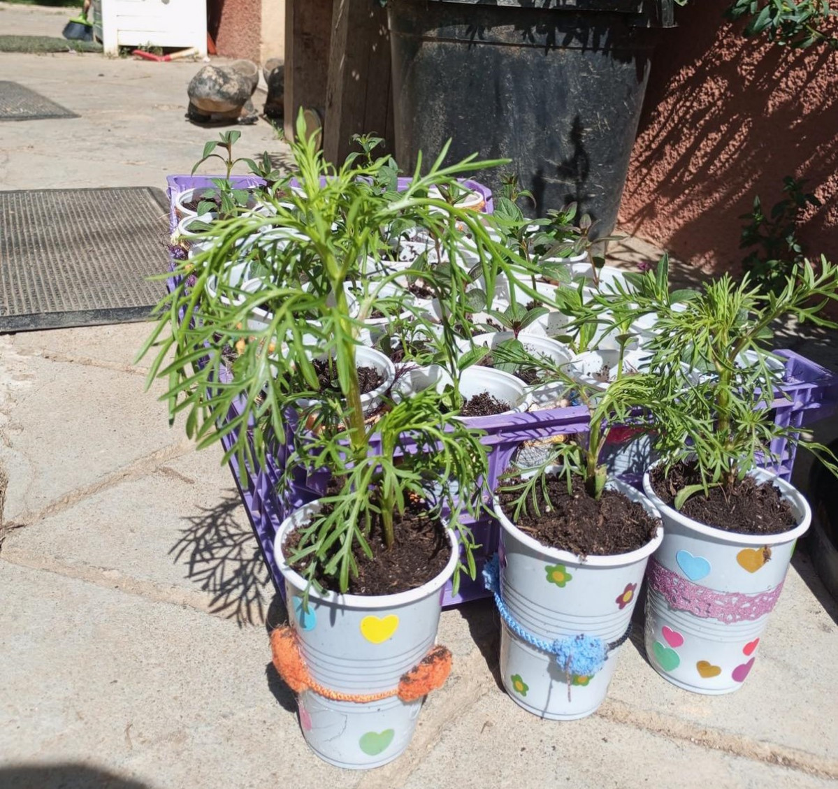 Plantas de regalo dia del medio ambiente riau00f1o