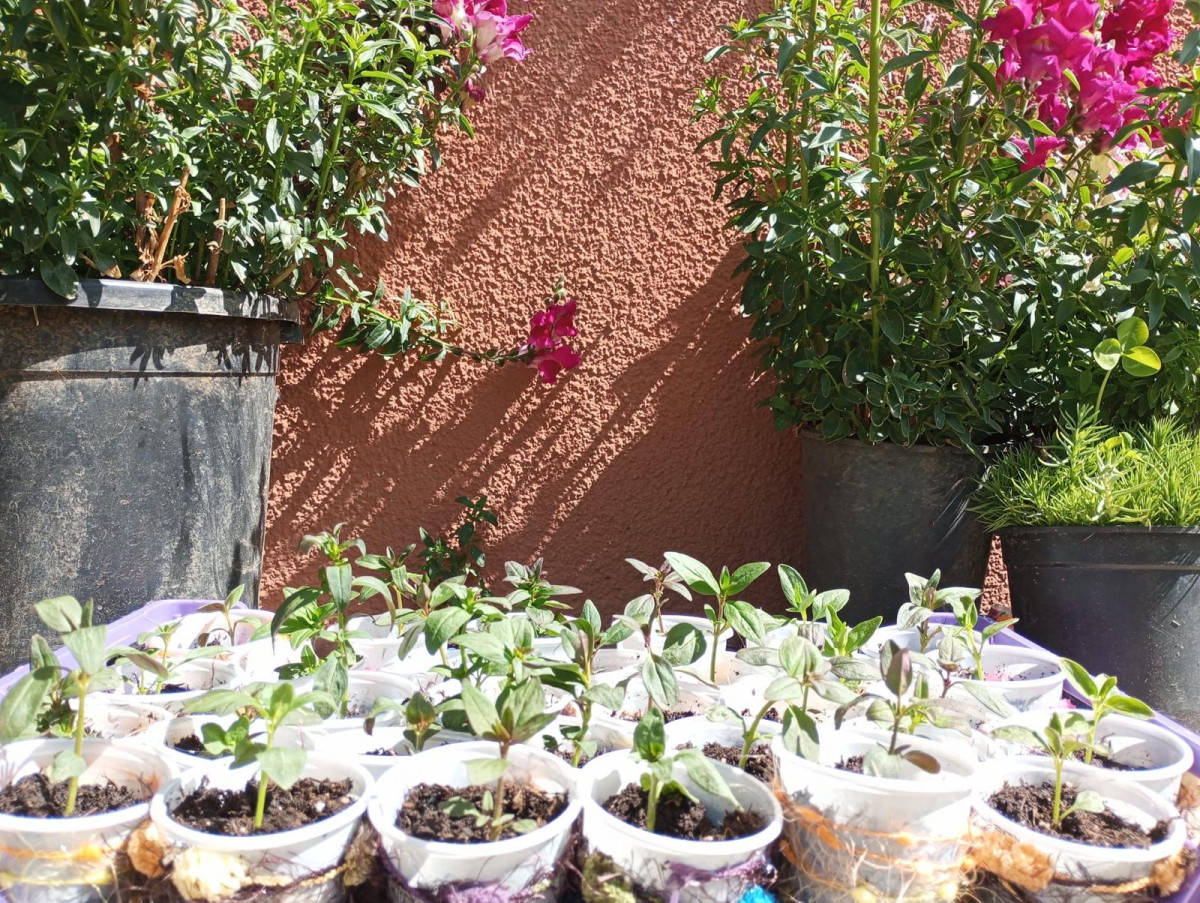 Plantas de regalo dia del medio ambiente riau00f1o (2)