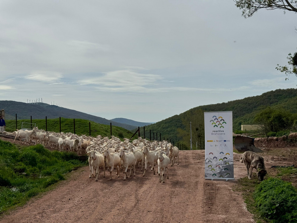 ReactivaBrañosera cabras