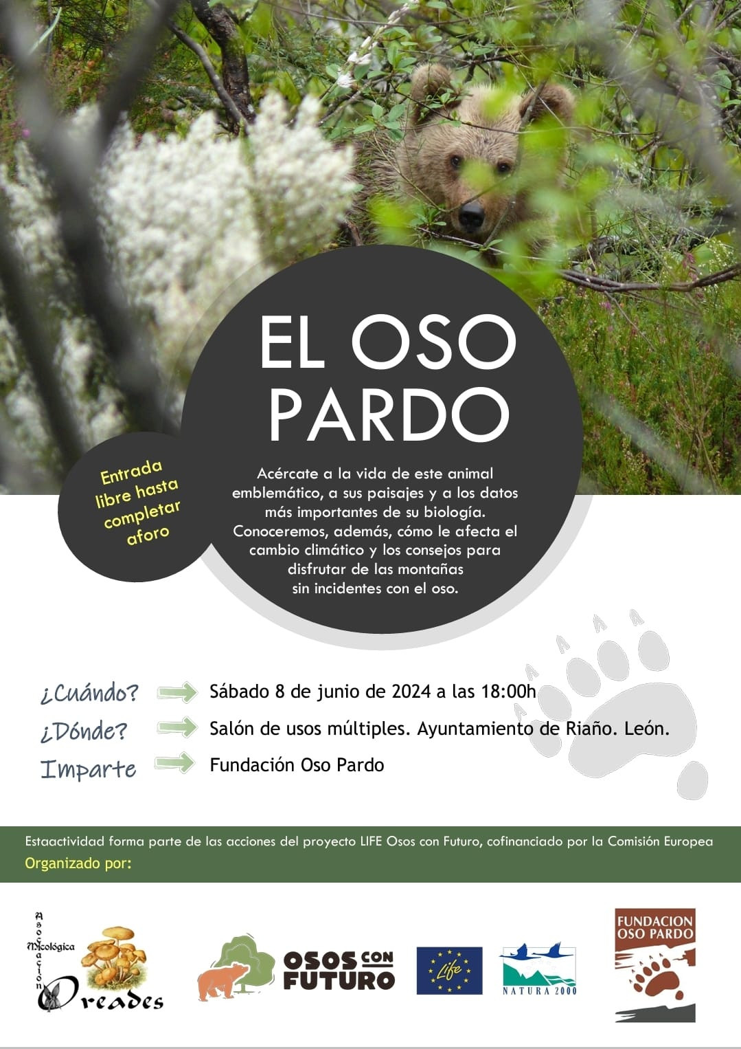 Charla oso pardo