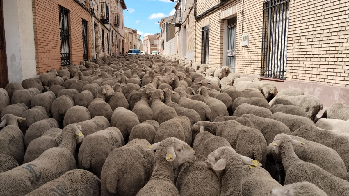 Trashumancia 2024 merinas 8